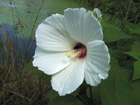 swamp rose mallow